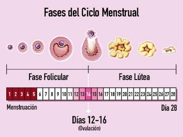 Ginecólogo obstetra (Fases del ciclo menstrual)